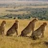 safaris